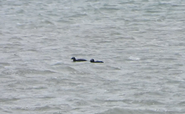 White-winged Scoter - ML644875779