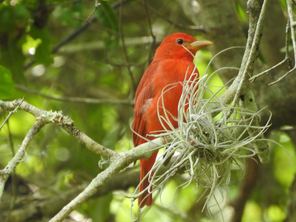 Summer Tanager - ML644875792