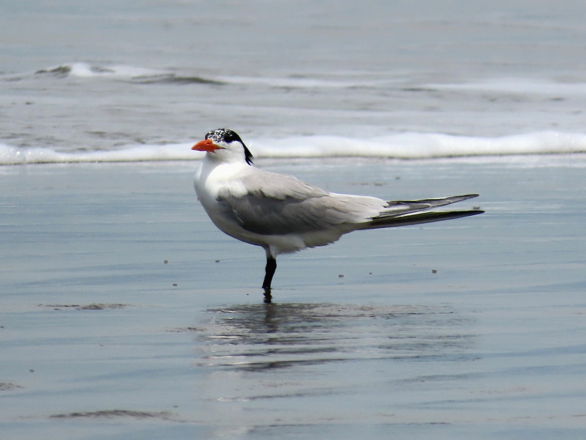 Royal Tern - ML644875794