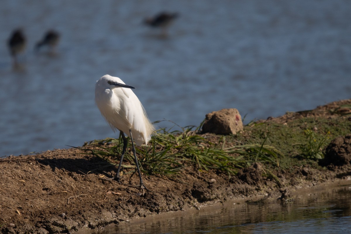 Seidenreiher - ML644875799