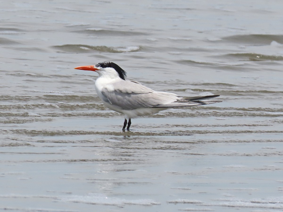Royal Tern - ML644875800