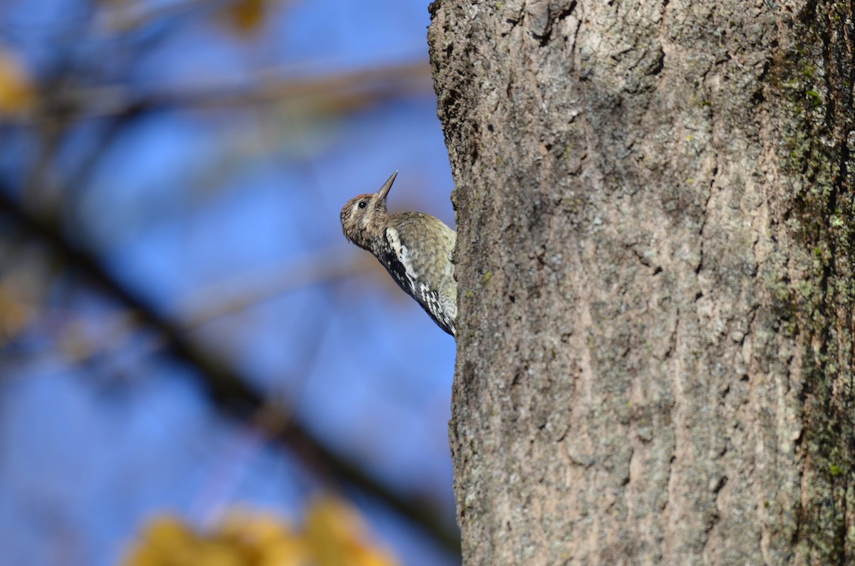 kanadasevjespett - ML644875803