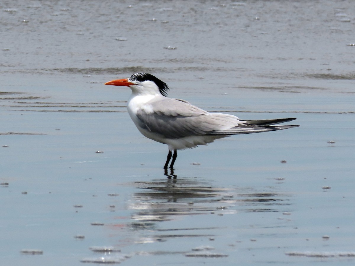 Royal Tern - ML644875804