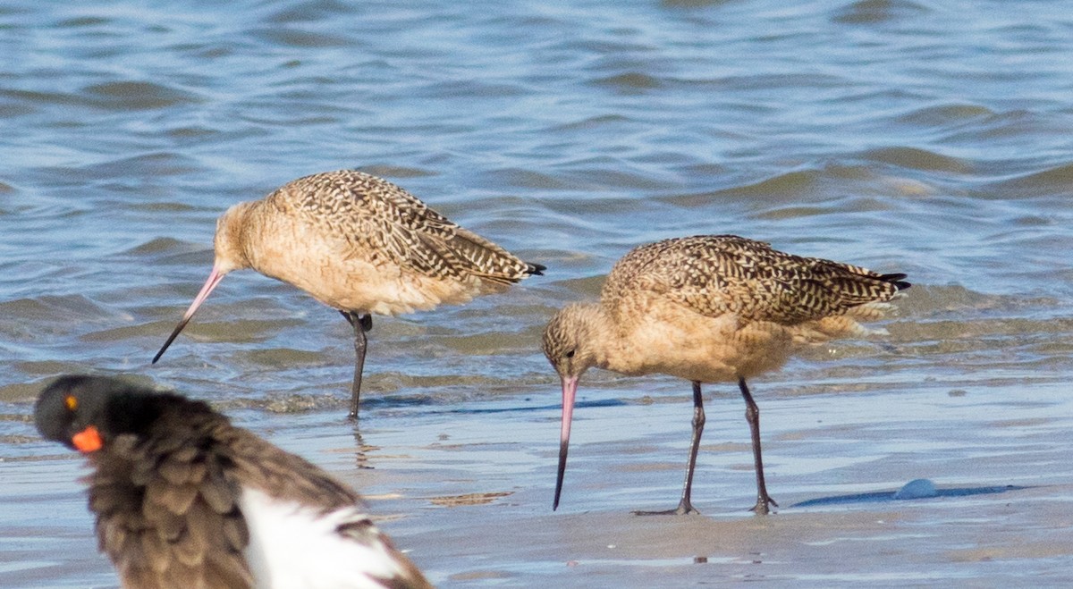 Marbled Godwit - ML644875809
