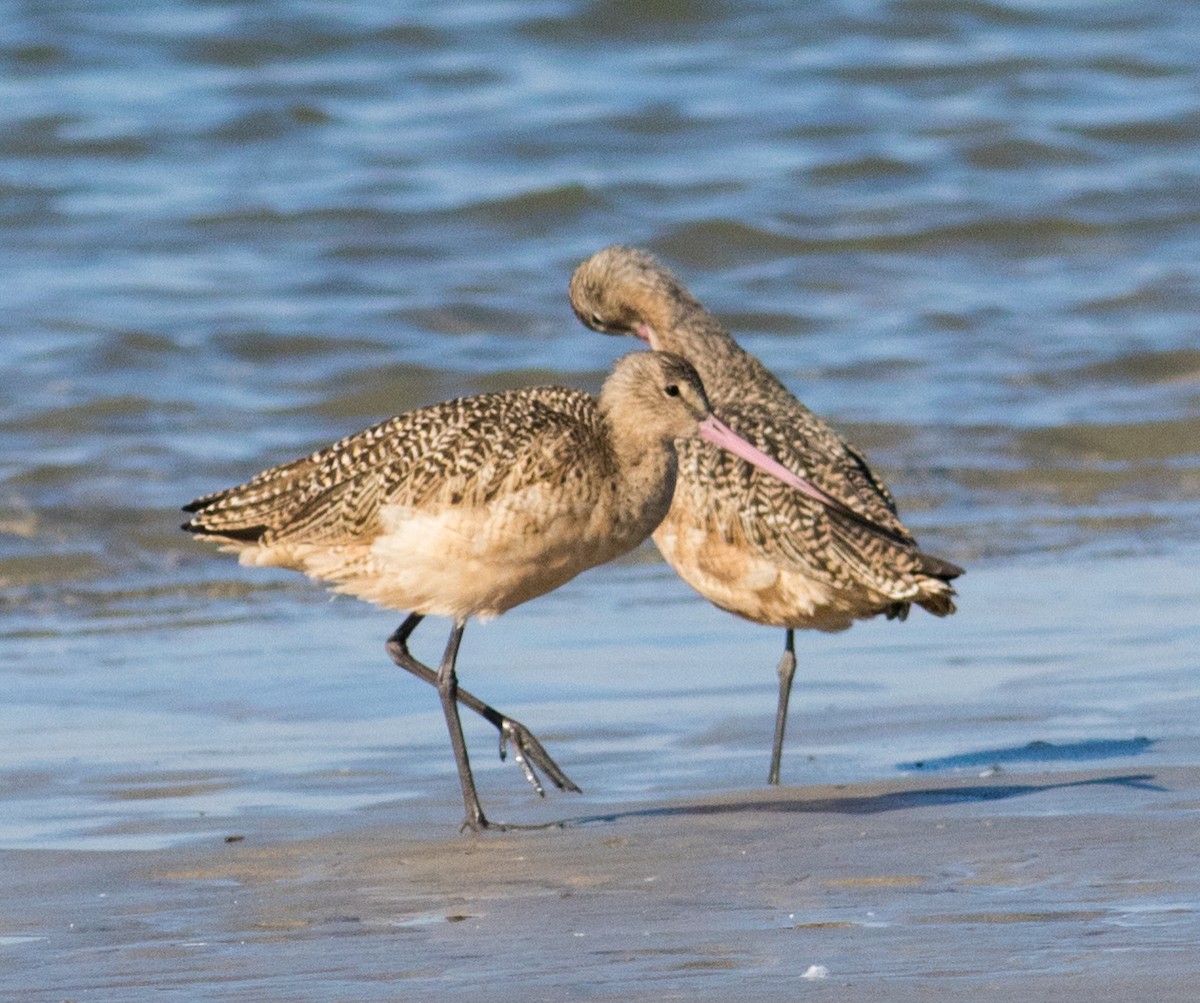 Marbled Godwit - ML644875810