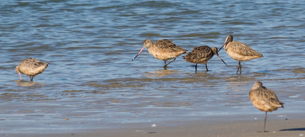 Marbled Godwit - ML644875812