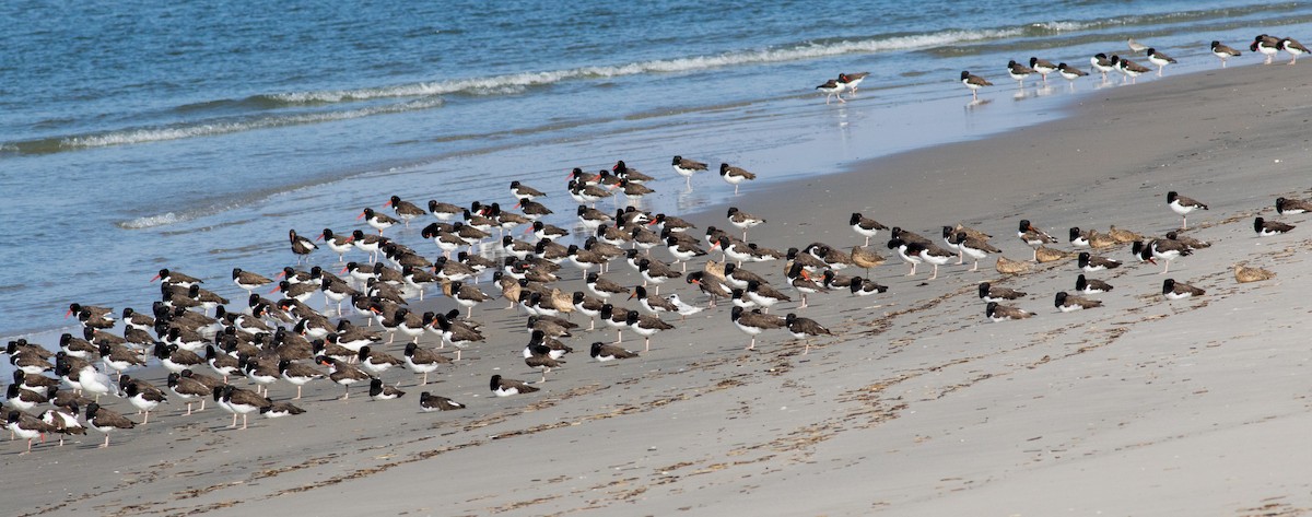 Marbled Godwit - ML644875813