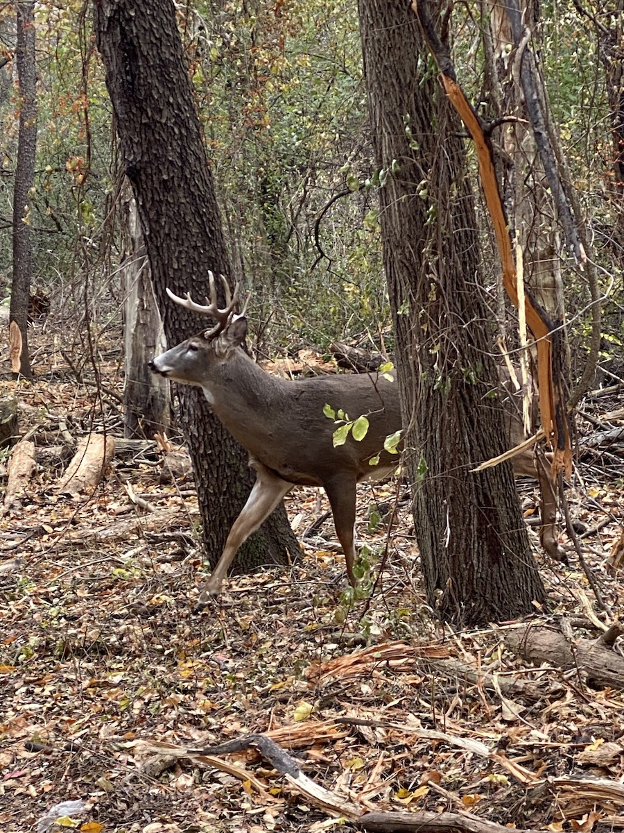 Animals - ML644875822