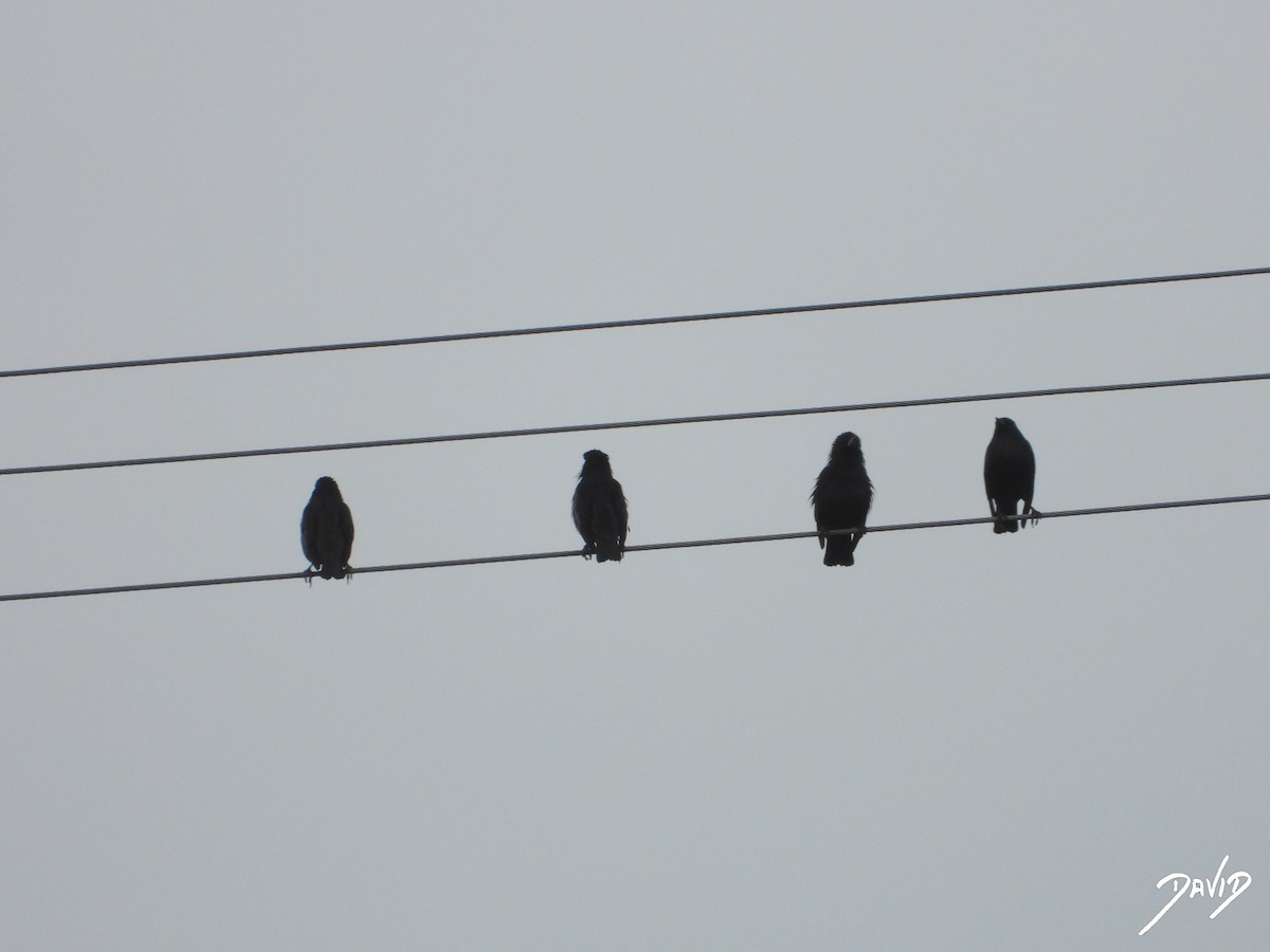 זרזיר שחור - ML644875825