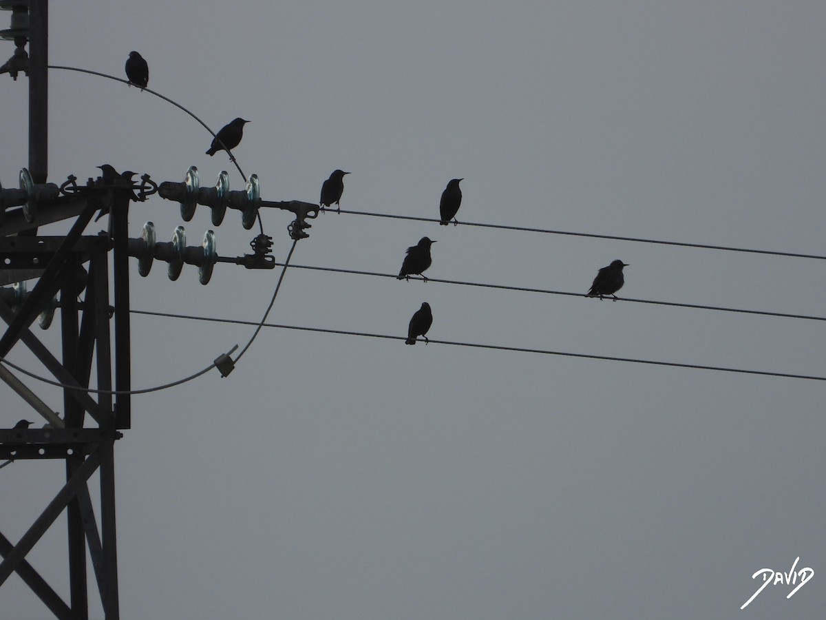 זרזיר שחור - ML644875826