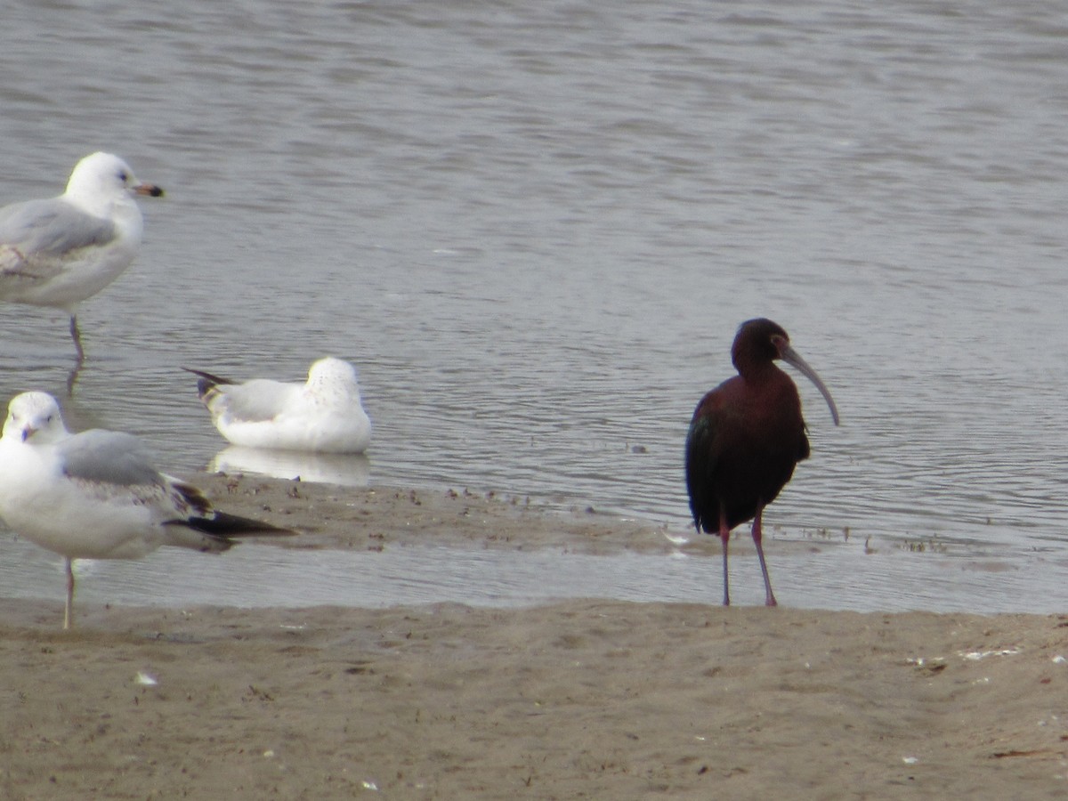 Beltzaran musuzuria - ML644875833