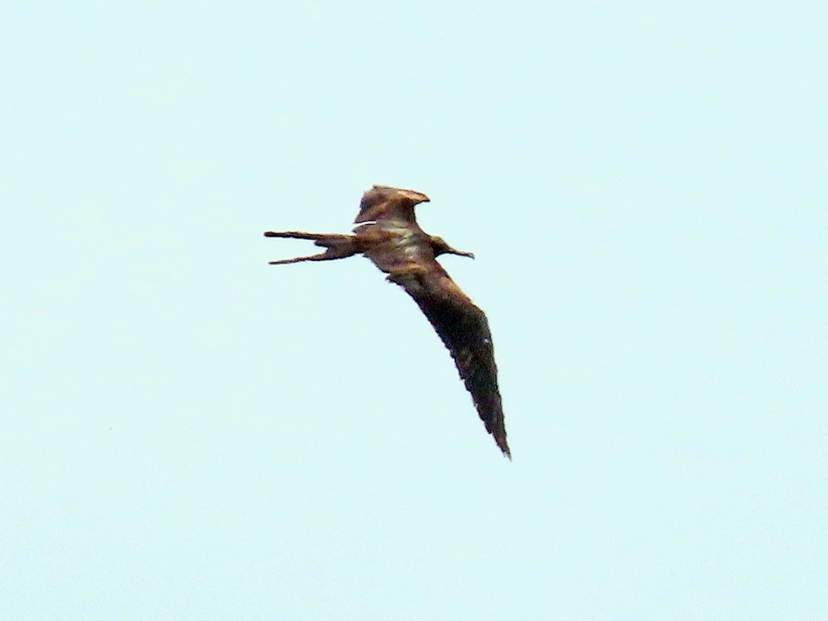 Magnificent Frigatebird - ML644875847