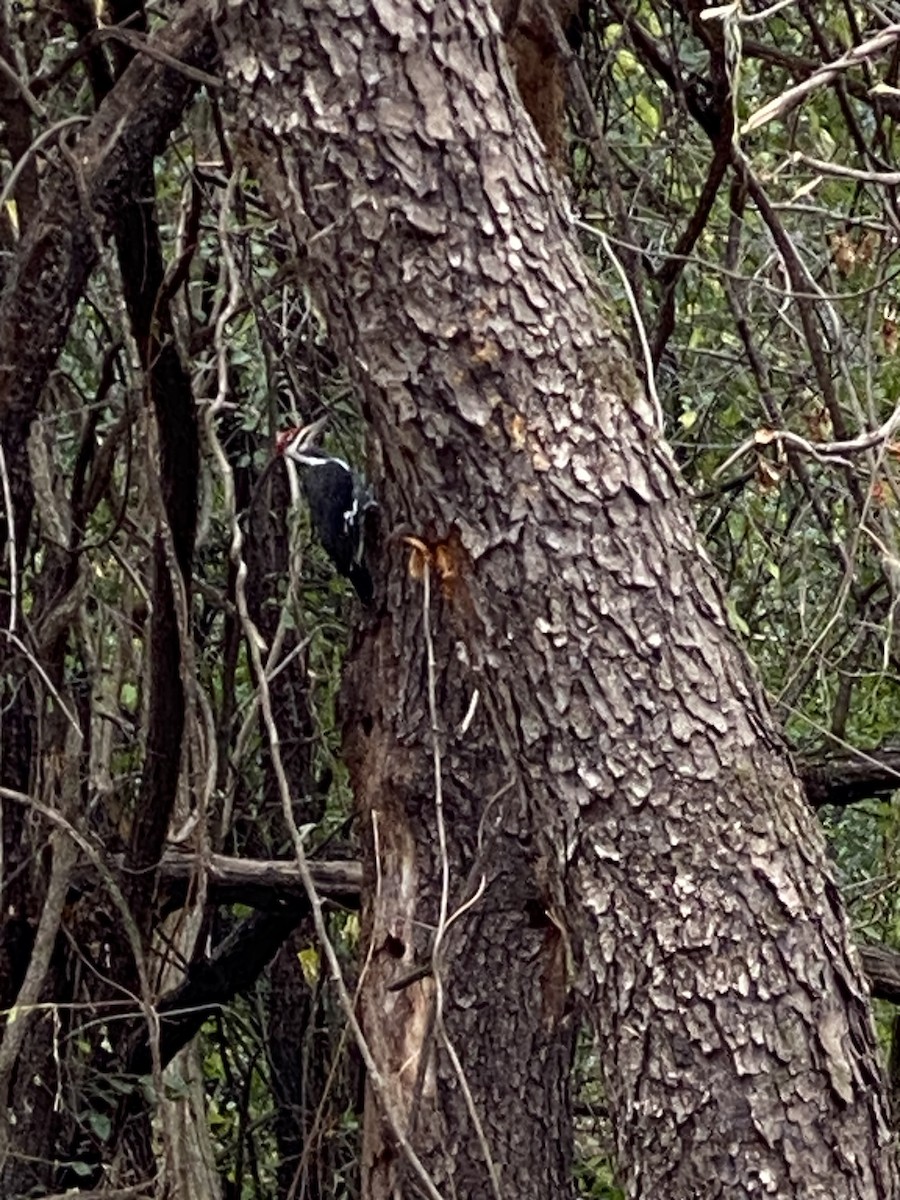 datel chocholatý - ML644875853