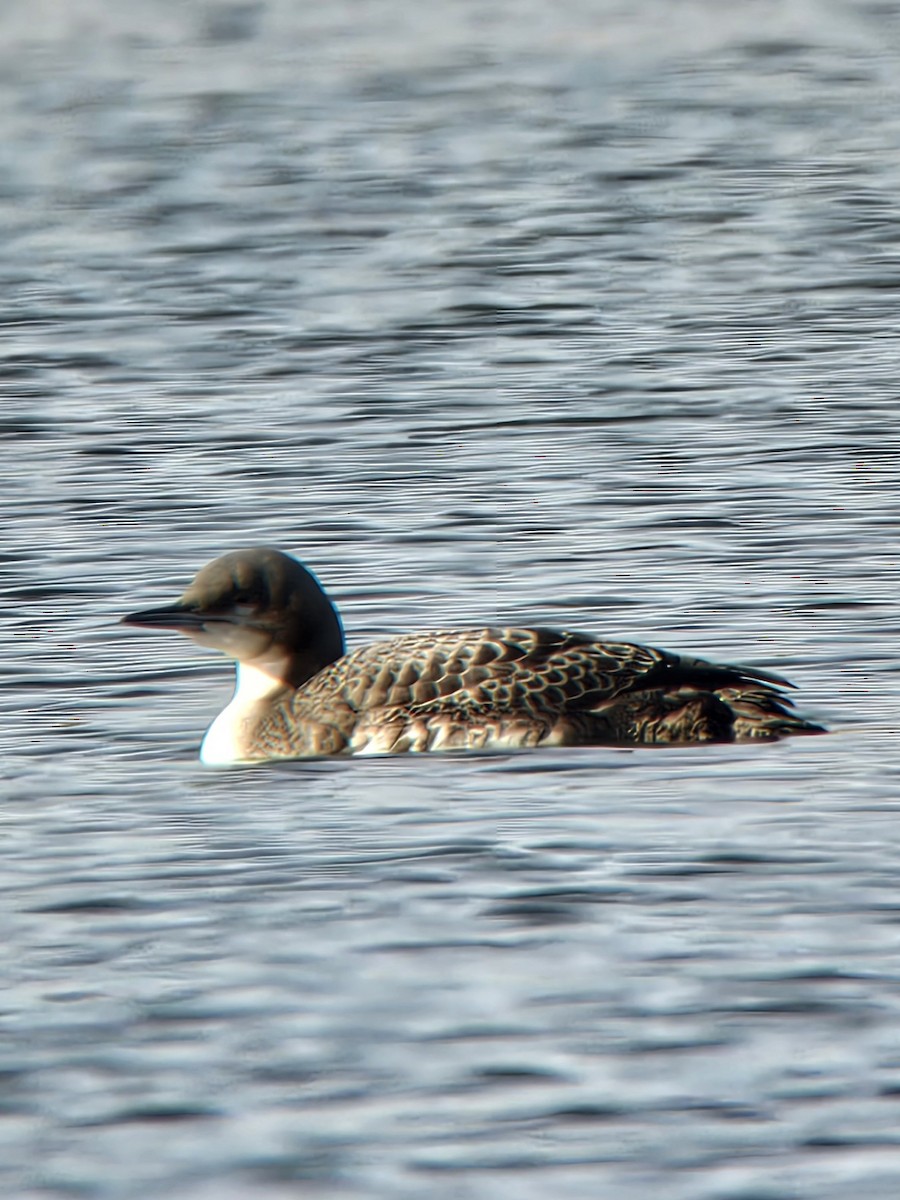 Pacific Loon - ML644875870