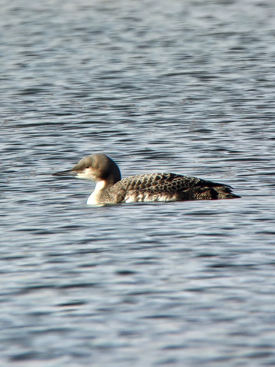 Pacific Loon - ML644875874