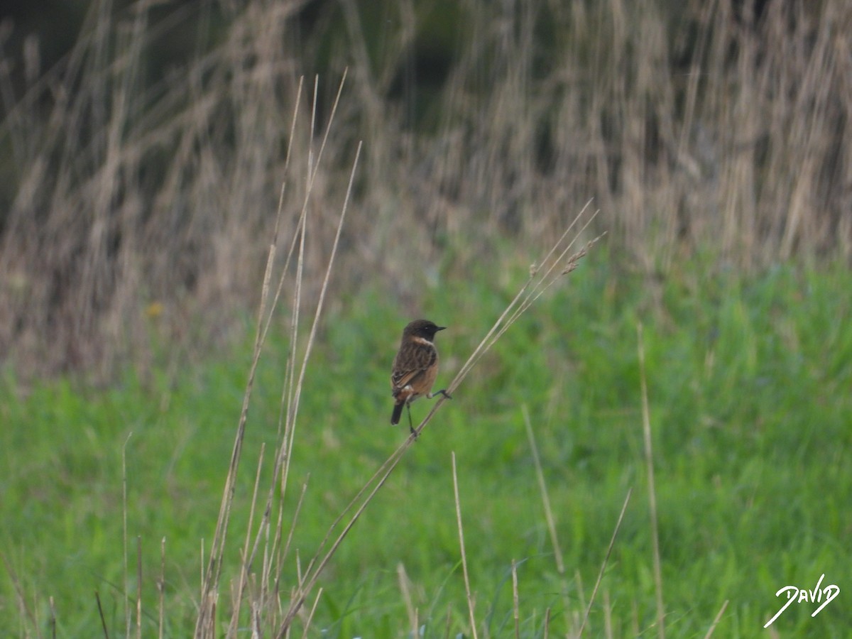 European Stonechat - ML644875879