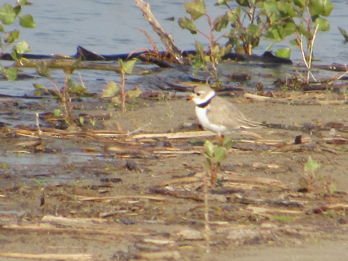 Flötenregenpfeifer - ML644875887