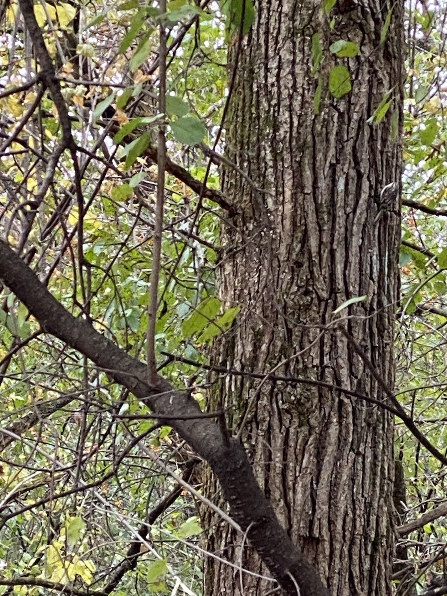 šoupálek americký - ML644875889