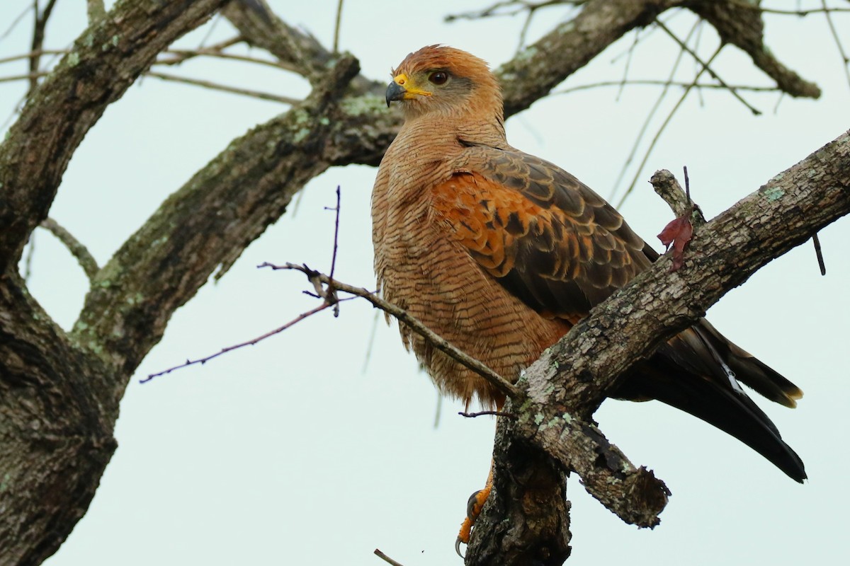 Busardo Sabanero - ML644875892