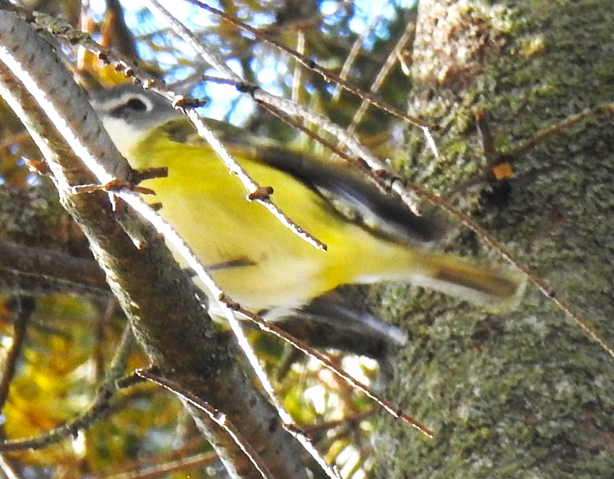 フタスジモズモドキ - ML644875920