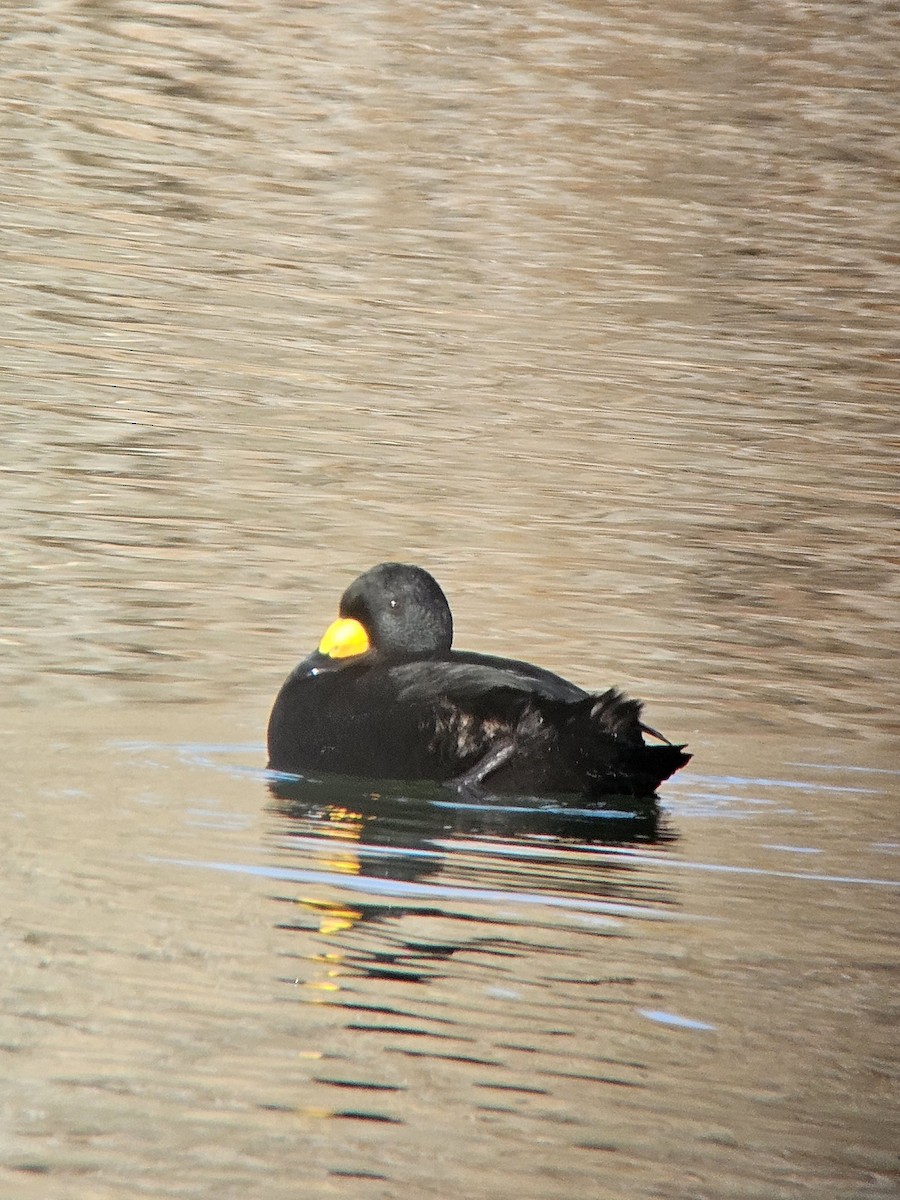 Black Scoter - ML644875921