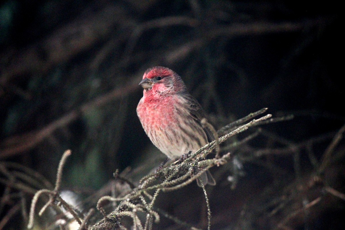 House Finch - ML644875936