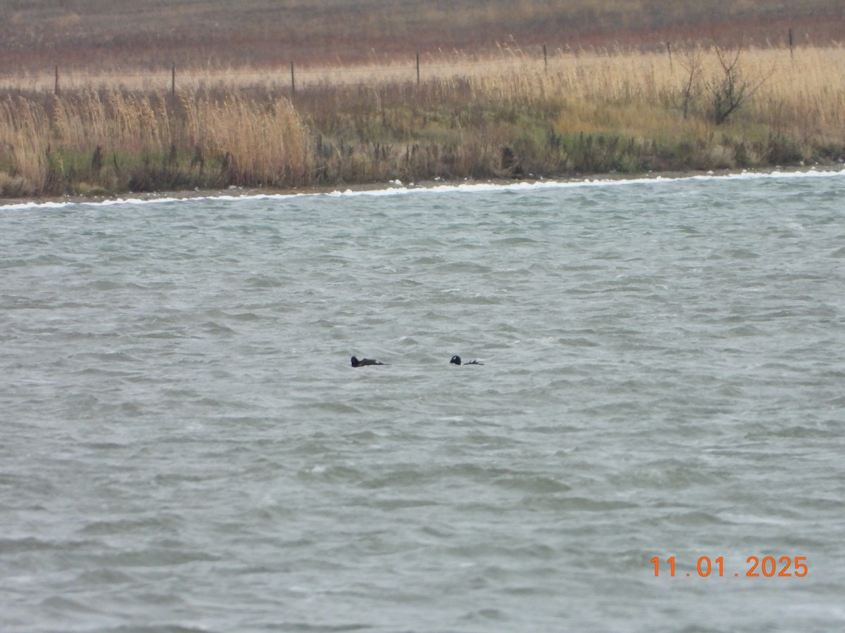 White-winged Scoter - ML644875951