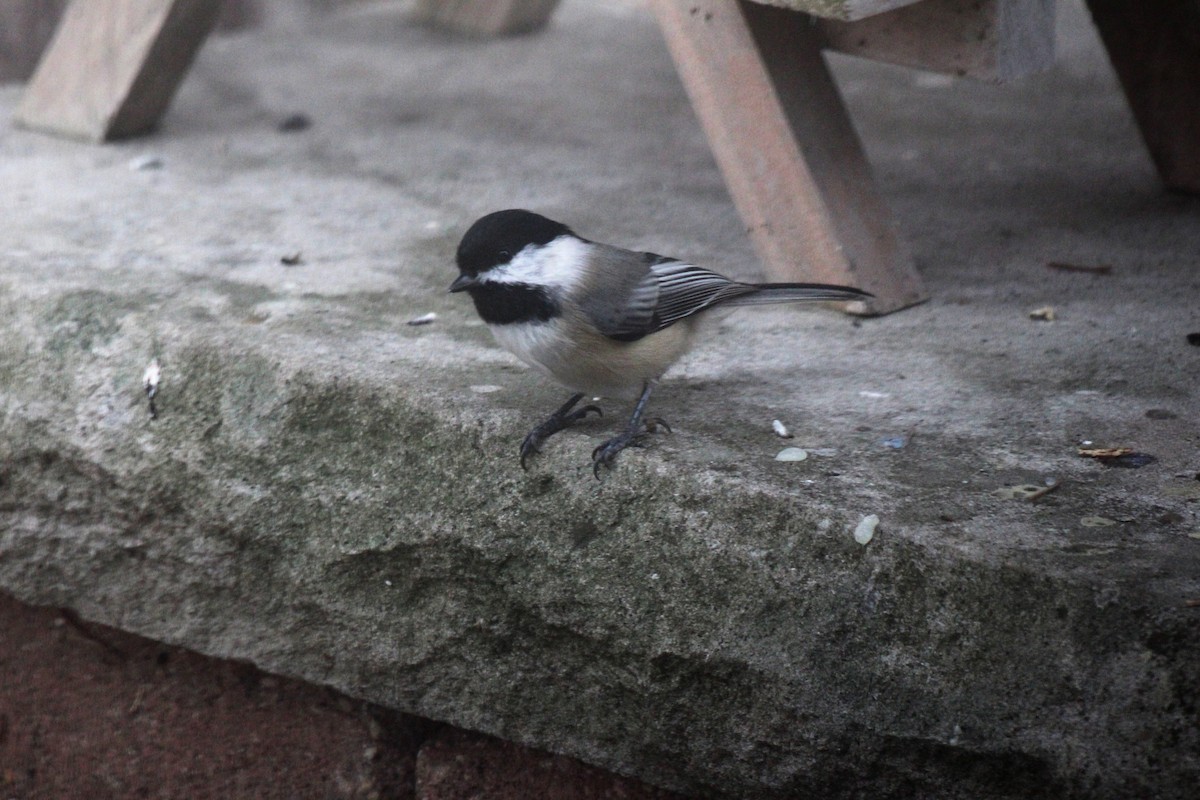 Гаїчка світлокрила - ML644875953