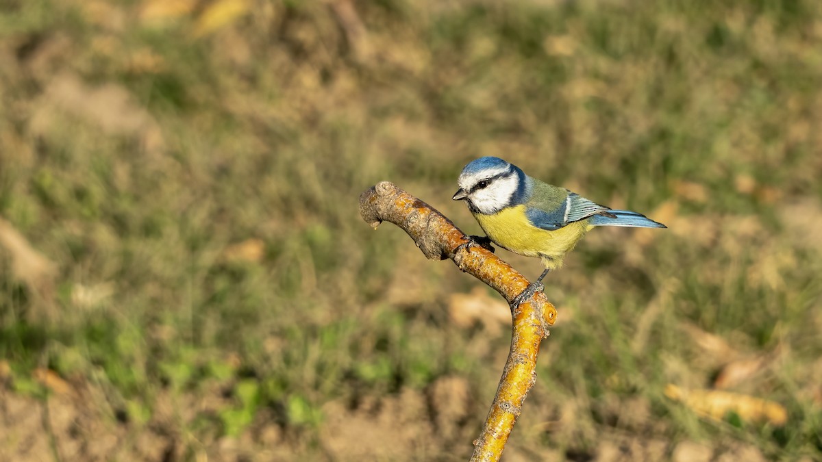 Eurasian Blue Tit - ML644875965