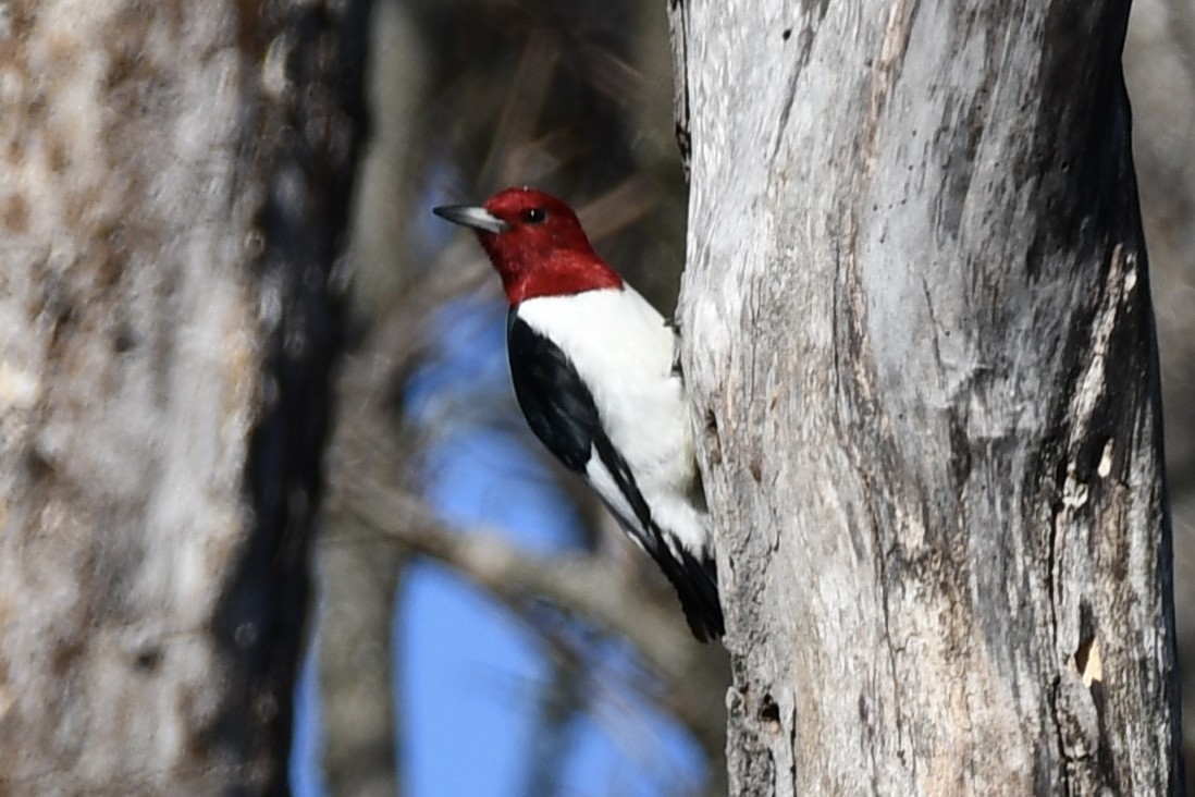 Red-headed Woodpecker - ML644875966