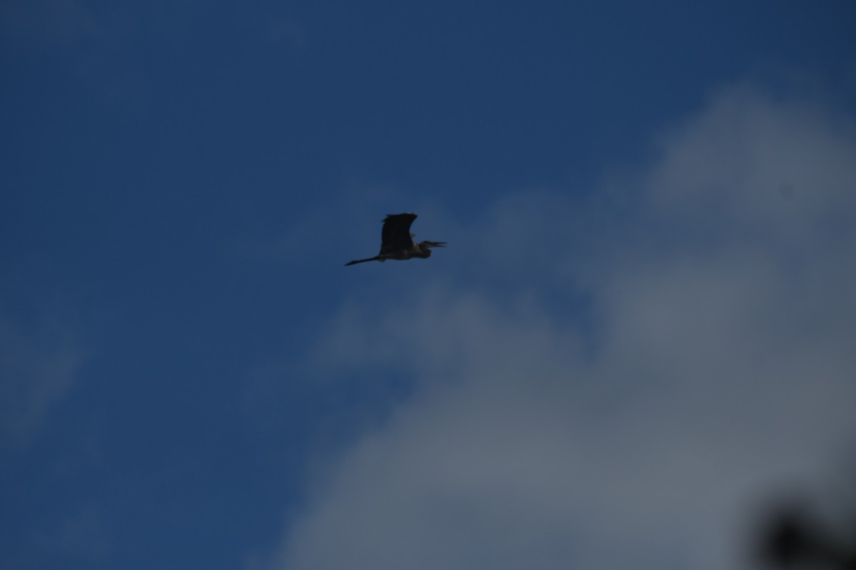 Great Blue Heron - ML644875979