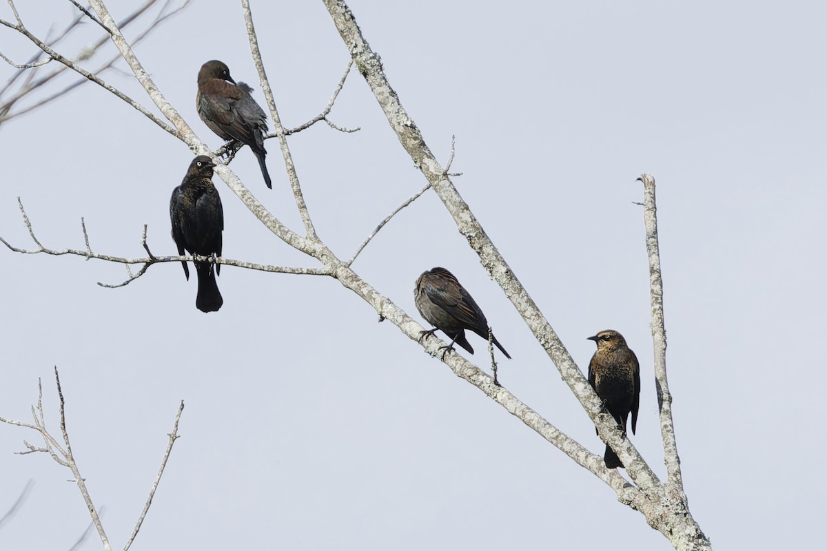 Rusty Blackbird - ML644875986