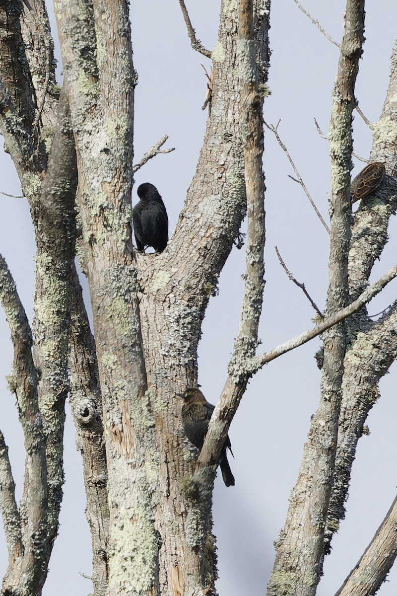 Rusty Blackbird - ML644875987