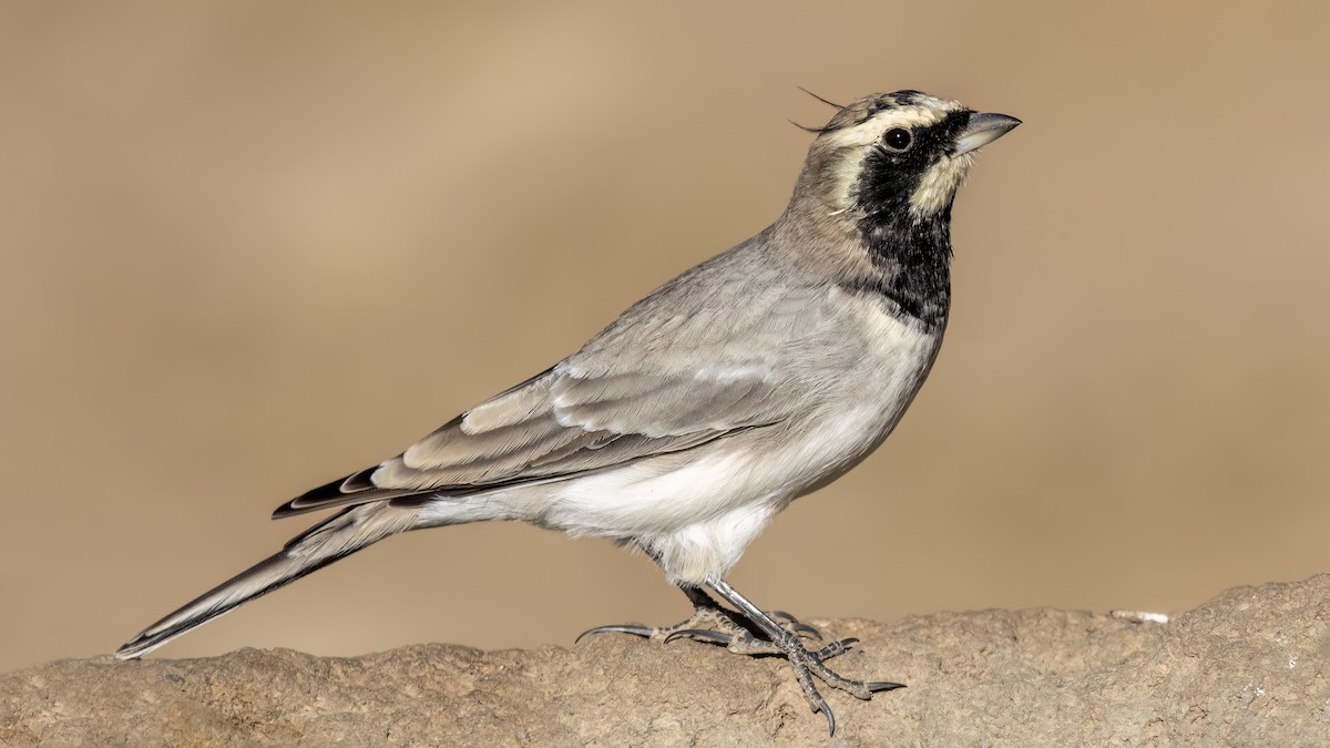 Horned Lark - ML644875997