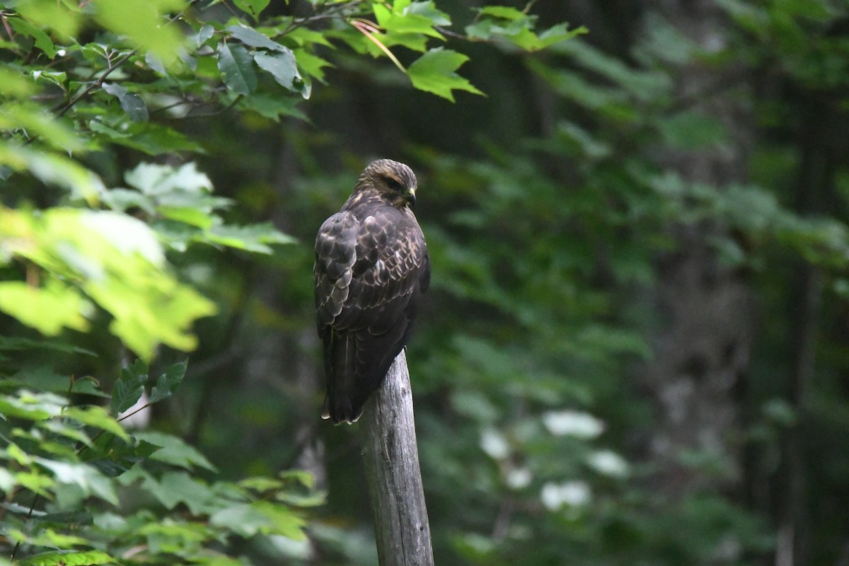 Broad-winged Hawk - ML644875998