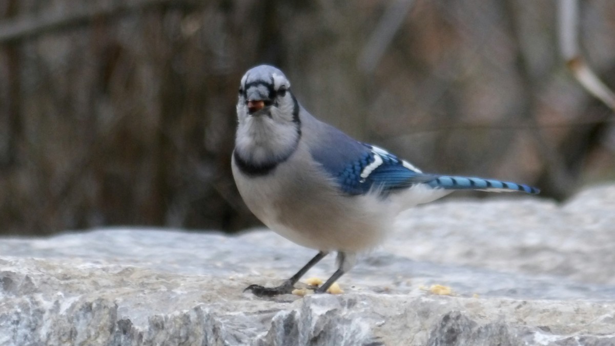 Blue Jay - ML644876007