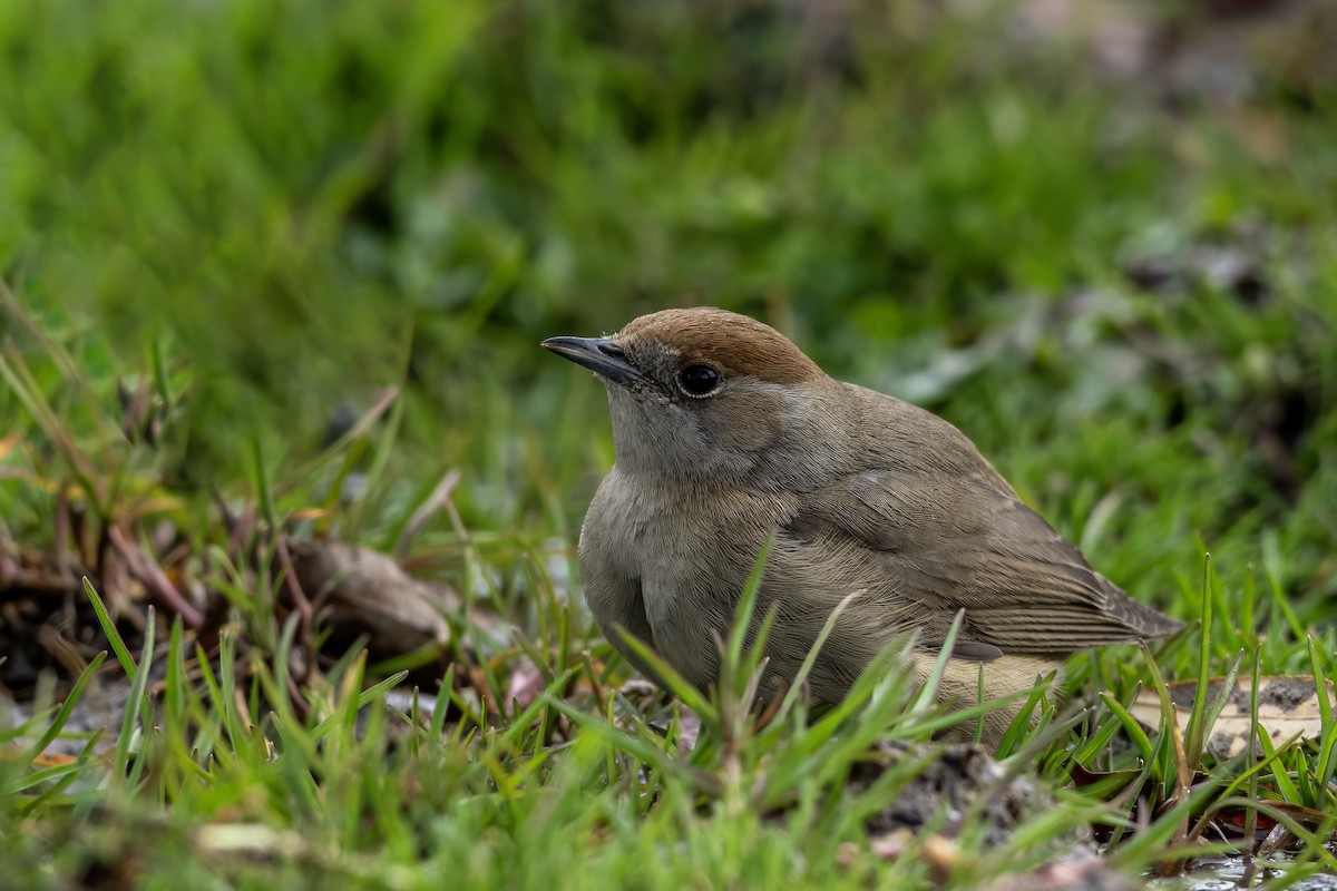 Eurasian Blackcap - ML644876031