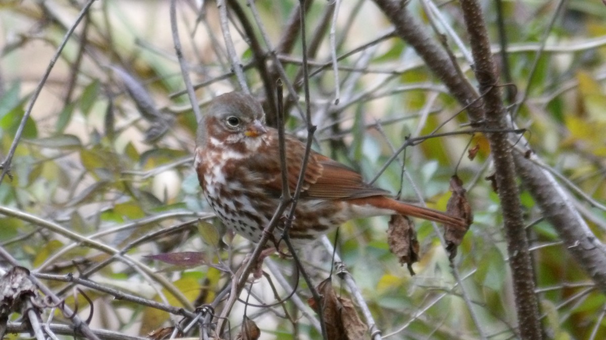 Fox Sparrow - ML644876032