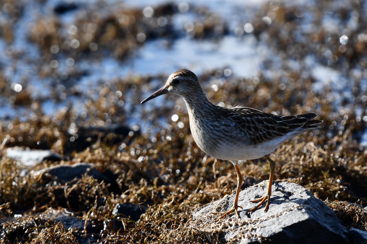Pectoral Sandpiper - ML644876034