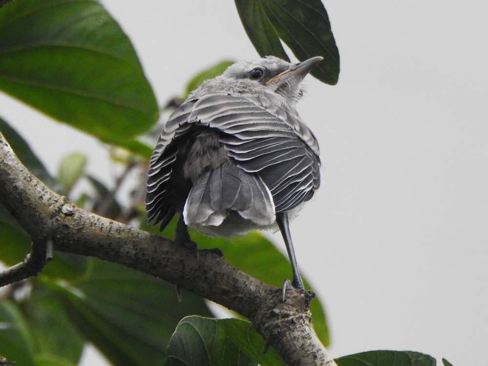 Tropikal Taklitçi - ML644876035