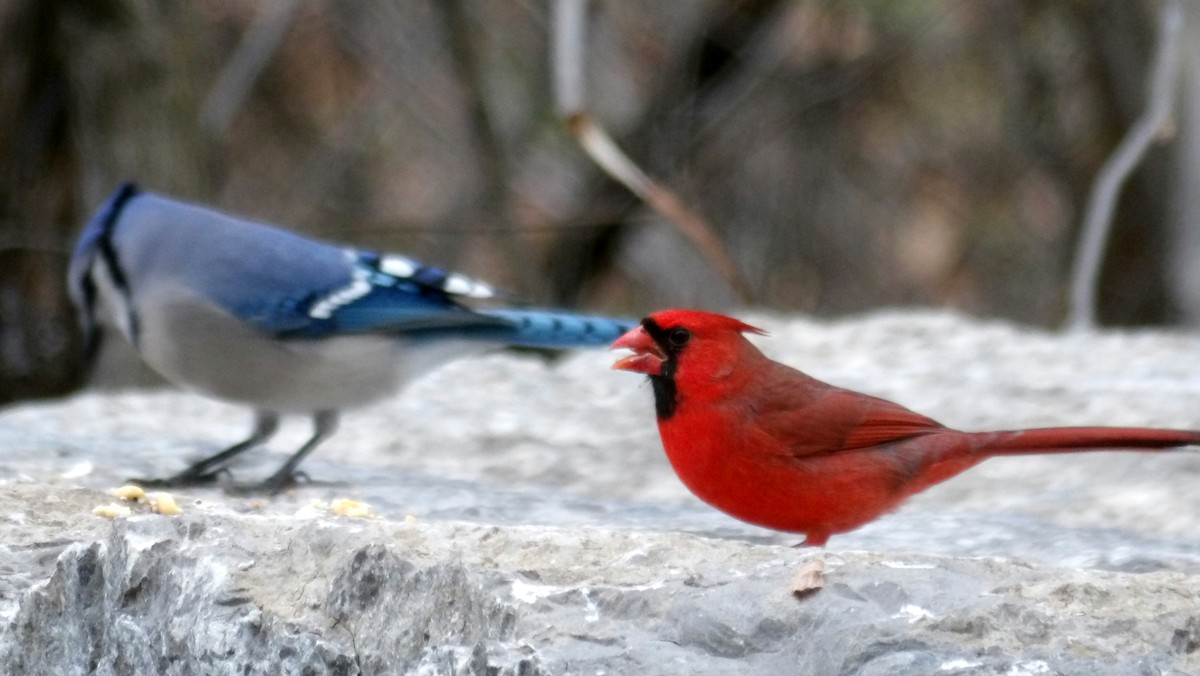 Northern Cardinal - ML644876038