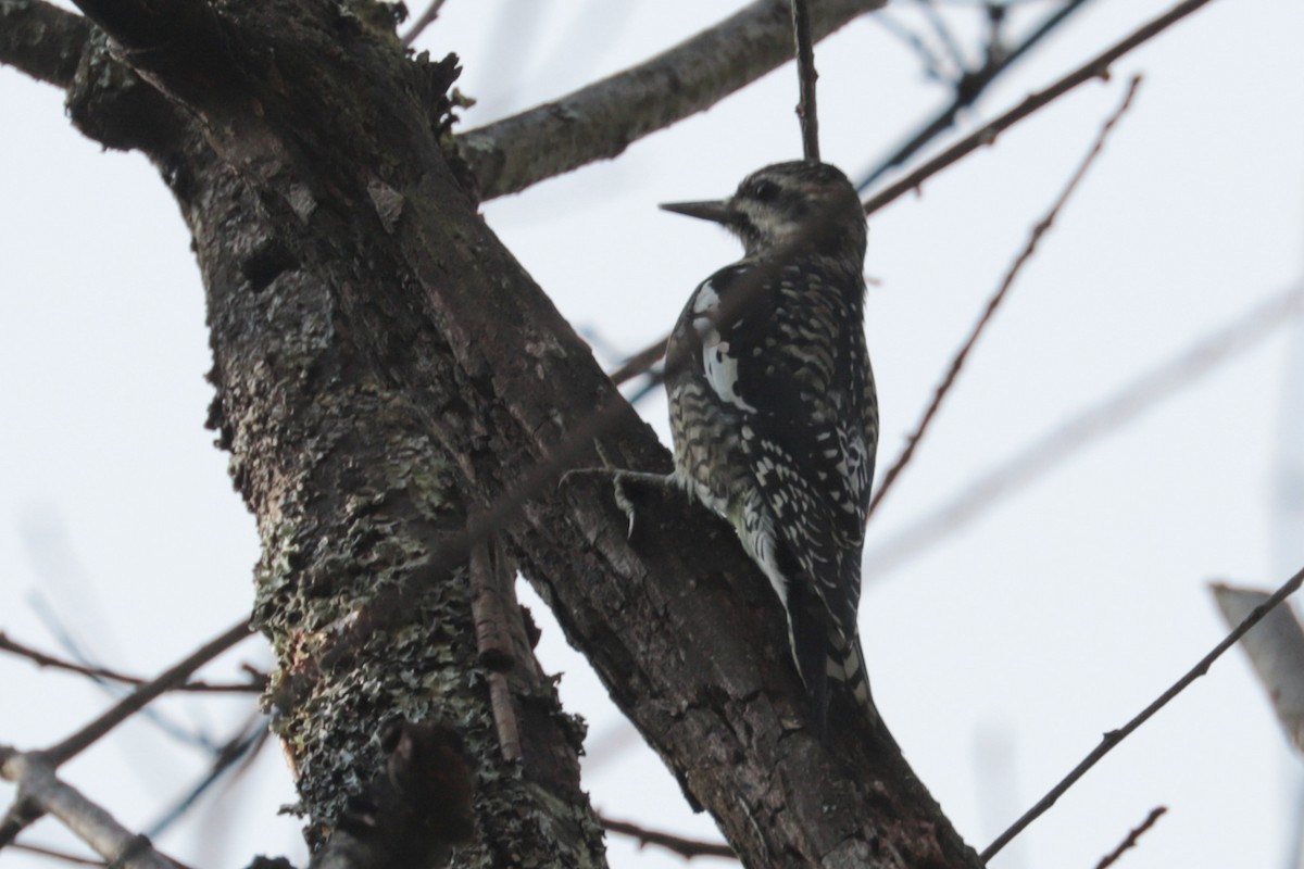 kanadasevjespett - ML644876055