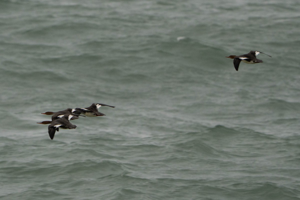 Smergo maggiore - ML644876063