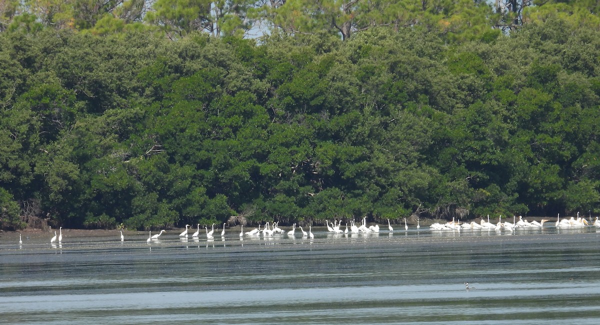 Great Egret - ML644876072