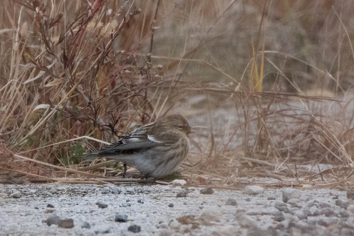 Organetto - ML644876074