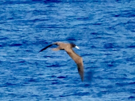 Brown Booby - ML644876083