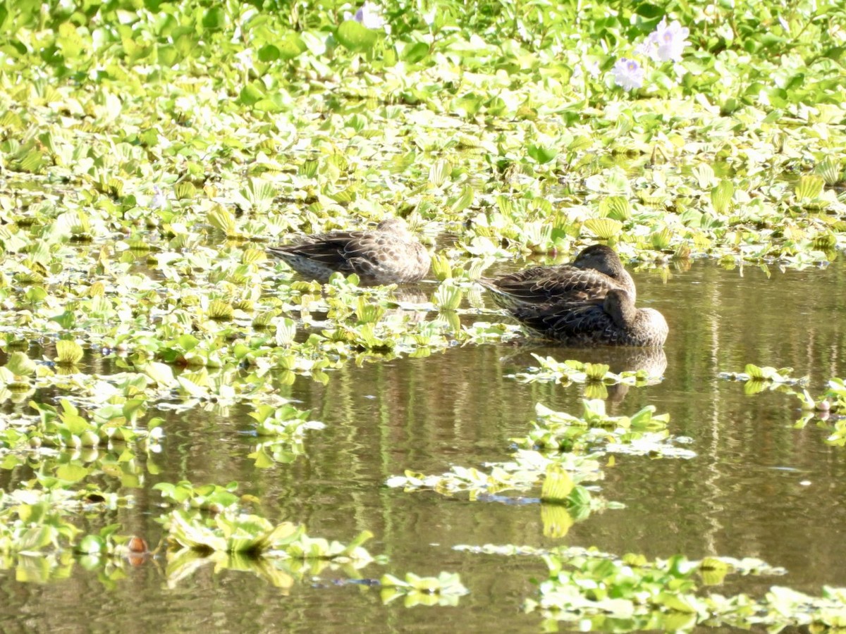 Синекрылый чирок - ML644876086