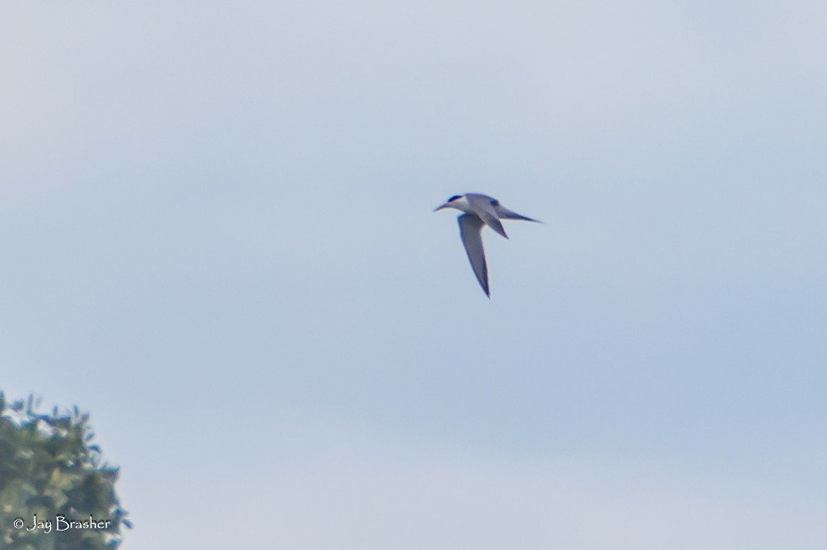 Bridled Tern - ML644876111