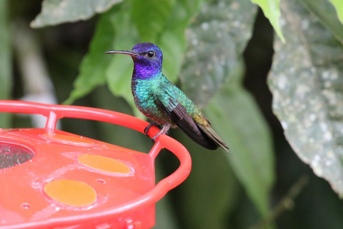 Golden-tailed Sapphire - ML644876142