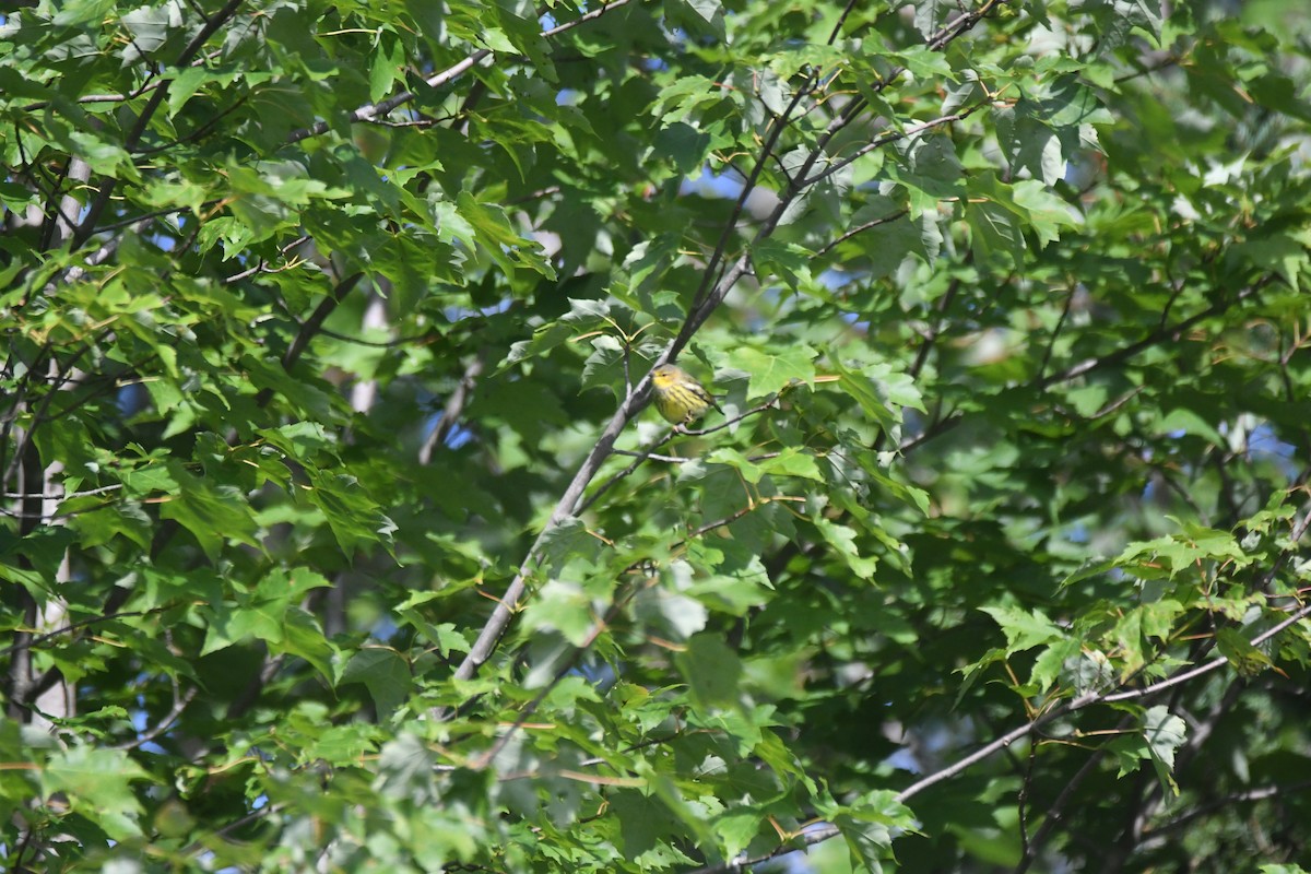 Cape May Warbler - ML644876158